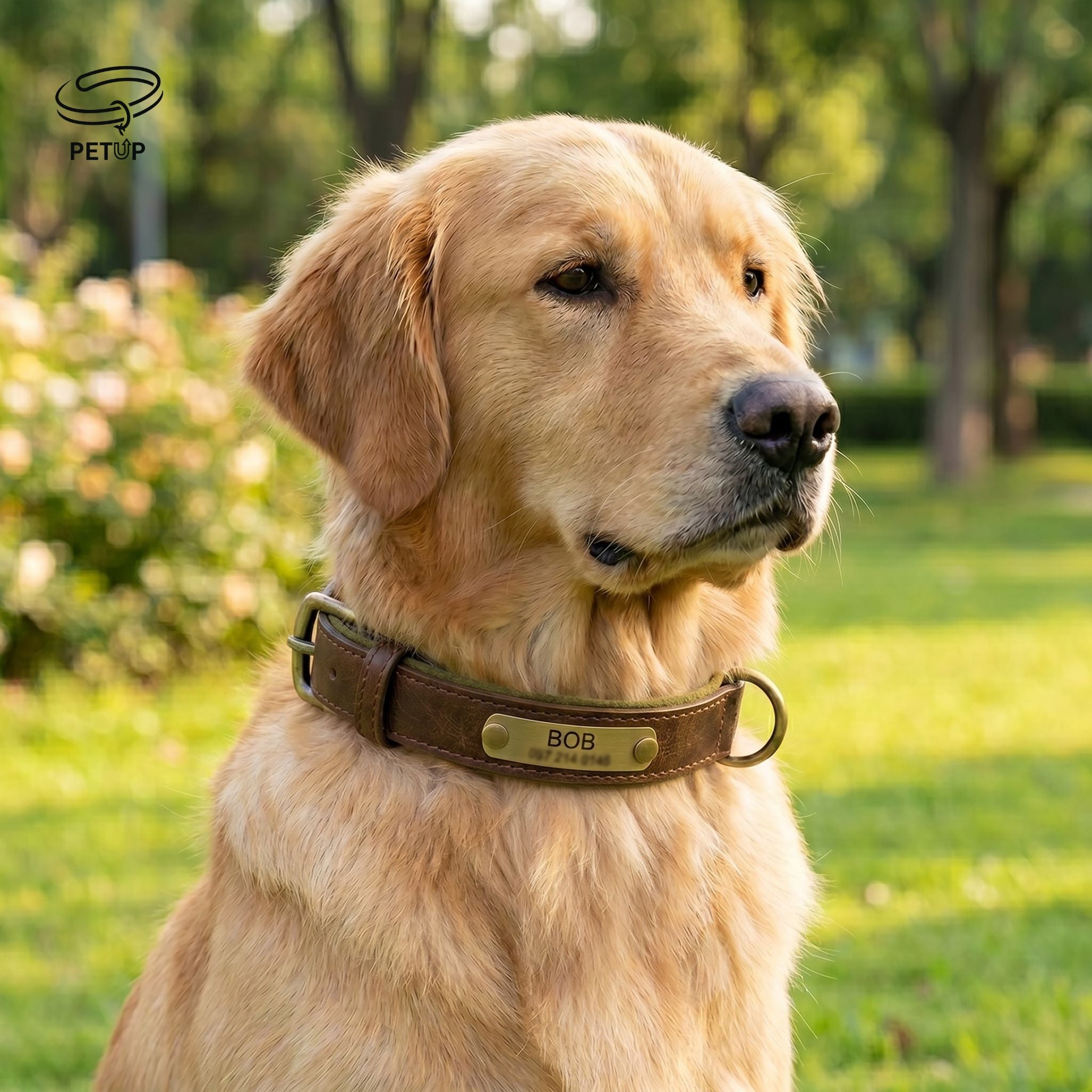 The Signature Collar